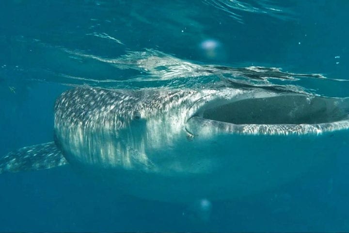 Filipini Cebu Plivanje sa kit ajkulama GlobeTracker Avantura cena na popustu