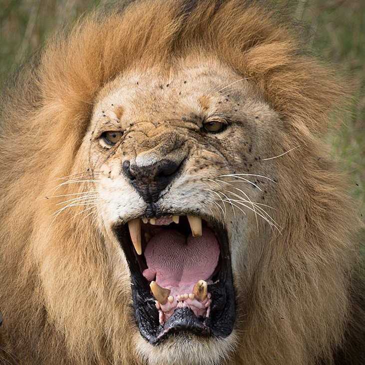 GlobeTracker putovanje safari aranzmani zanzibar