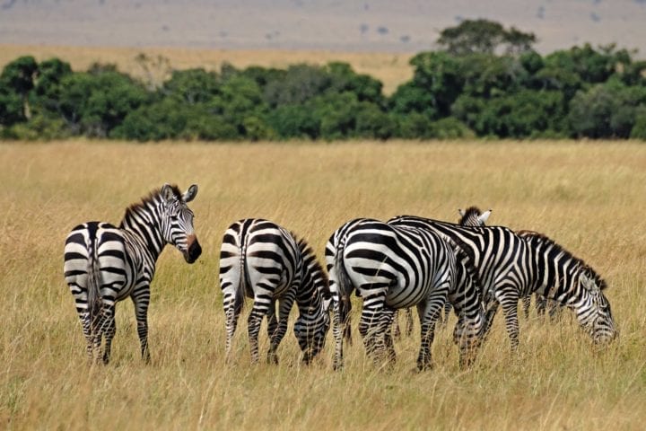 GlobeTracker Ekspedicija Afrika - Safari Zebra