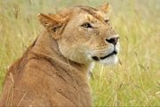 GlobeTracker Ekspedicija Afrika - Safari Lav
