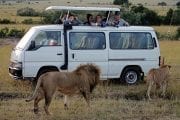 GlobeTracker Ekspedicija Afrika - Safari lav