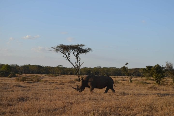 GlobeTracker Expedicija Afrika - Safari