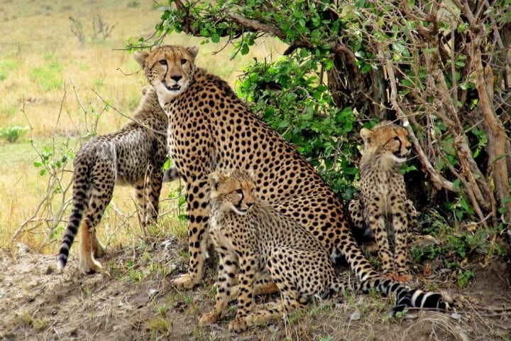 GlobeTracker Ekspedicija Afrika - Safari Leopard